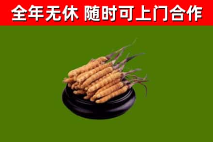 平塘县回收冬虫夏草